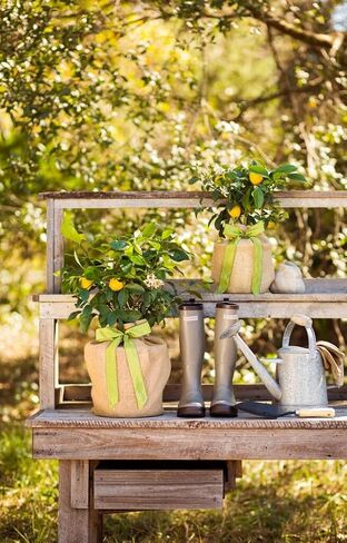 Meyer Lemon Tree Gift, Live Fruit Plant, Easy Care, Low Maintenance, Juicy Lemons, Unique Housewarming Gift, by The Magnolia Company, 1-2 Feet Tall, No Ship to CA, TX, AZ, LA, AL in Saudi Arabia