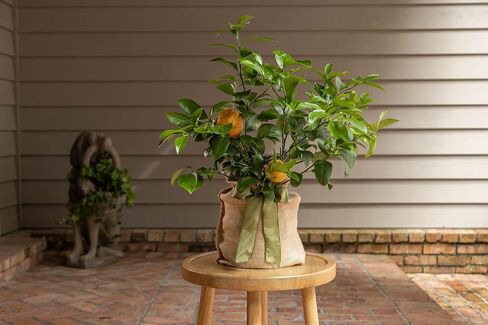 Meyer Lemon Tree Gift, Live Fruit Plant, Easy Care, Low Maintenance, Juicy Lemons, Unique Housewarming Gift, by The Magnolia Company, 1-2 Feet Tall, No Ship to CA, TX, AZ, LA, AL in Saudi Arabia
