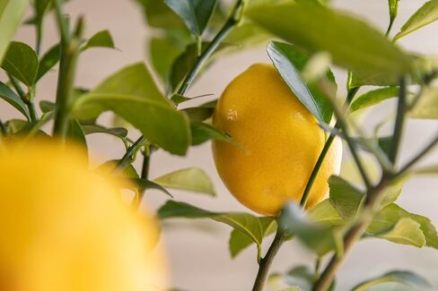 Meyer Lemon Tree Gift, Live Fruit Plant, Easy Care, Low Maintenance, Juicy Lemons, Unique Housewarming Gift, by The Magnolia Company, 1-2 Feet Tall, No Ship to CA, TX, AZ, LA, AL in Saudi Arabia