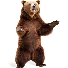 4FT الدب البني قطع من الورق المقوى بالحجم الطبيعي الحيوان انقطاع واقعية الغابات الحياة البرية صور كشك الدعامة الديكور للأحزاب، والأحداث تحت عنوان حديقة الحيوان، والفصول الدراسية، لوازم الديكور عيد ميلاد 30.91 "× 47.24" in Kuwait