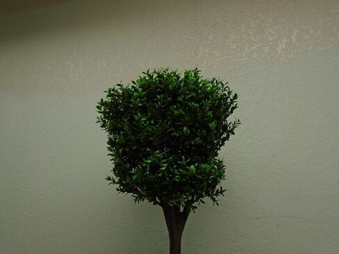 4' Double Ball-shaped Boxwood Topiary in Plastic Pot Two Tone Green in Saudi Arabia
