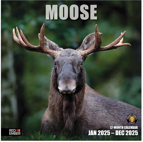 تقويم حائط RED EMBER Moose 2026 لمدة 12 شهرًا | 12 بوصة × 24 بوصة مفتوح | ورق سميك وقوي | هدية | التقويم 2026 in Kuwait