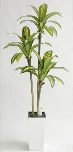شجرة Dracaena الاصطناعية بطول 4 أقدام شجرة وهمية في الداخل مع زارع أبيض طويل القامة، Dracaena ذات اللمس الحقيقي، نباتات صناعية طويلة في الداخل لغرفة المعيشة مكتب ديكور الشرفة، تدفئة المنزل in Kuwait