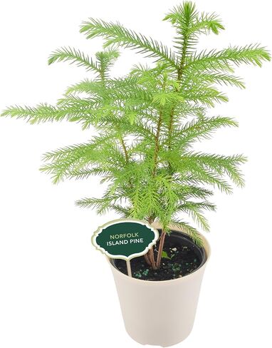 Arcadia Garden Products LV111B Live Norfolk Island Pine Evergreen Tree Indoor Houseplant in Plastic Pot, Tropical Plant Collector Gift for Home and Garden Decor, 4-inch, Beige in Saudi Arabia