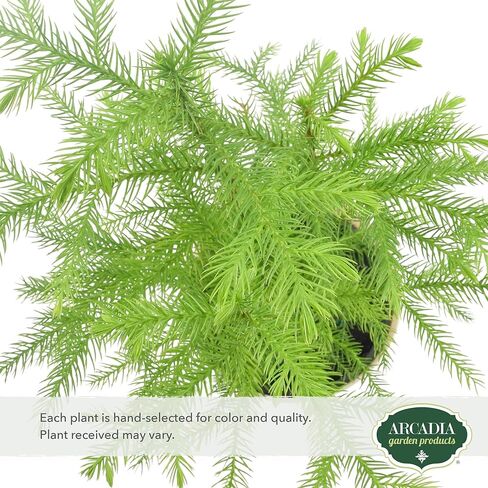Arcadia Garden Products LV111B Live Norfolk Island Pine Evergreen Tree Indoor Houseplant in Plastic Pot, Tropical Plant Collector Gift for Home and Garden Decor, 4-inch, Beige in Saudi Arabia