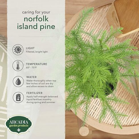 Arcadia Garden Products LV111B Live Norfolk Island Pine Evergreen Tree Indoor Houseplant in Plastic Pot, Tropical Plant Collector Gift for Home and Garden Decor, 4-inch, Beige in Saudi Arabia
