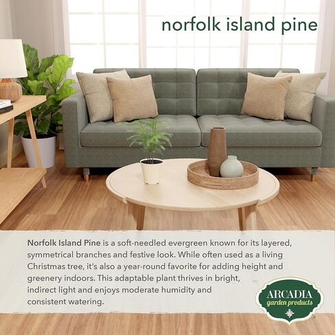 Arcadia Garden Products LV111B Live Norfolk Island Pine Evergreen Tree Indoor Houseplant in Plastic Pot, Tropical Plant Collector Gift for Home and Garden Decor, 4-inch, Beige in Saudi Arabia