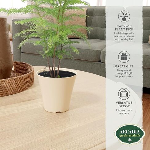 Arcadia Garden Products LV111B Live Norfolk Island Pine Evergreen Tree Indoor Houseplant in Plastic Pot, Tropical Plant Collector Gift for Home and Garden Decor, 4-inch, Beige in Saudi Arabia