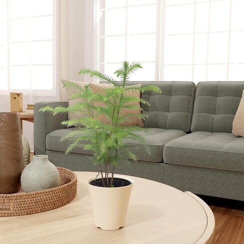 Arcadia Garden Products LV111B Live Norfolk Island Pine Evergreen Tree Indoor Houseplant in Plastic Pot, Tropical Plant Collector Gift for Home and Garden Decor, 4-inch, Beige in Saudi Arabia
