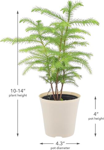 Arcadia Garden Products LV111B Live Norfolk Island Pine Evergreen Tree Indoor Houseplant in Plastic Pot, Tropical Plant Collector Gift for Home and Garden Decor, 4-inch, Beige in Saudi Arabia