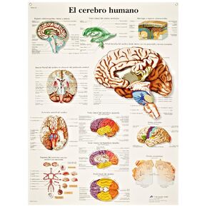 3B Scientific VR1615UU Glossy Paper Human Brain Anatomical Chart, Poster Size 20" Width x 26" Height in Kuwait