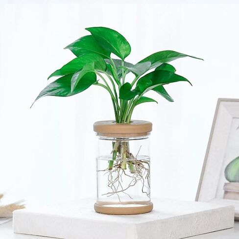 Plant Propagation Station, Desktop Decorative Glass Propagation Bottle - Transparent Hydroponic Vase with Cork Lid, Ideal for Indoor Planting in Saudi Arabia