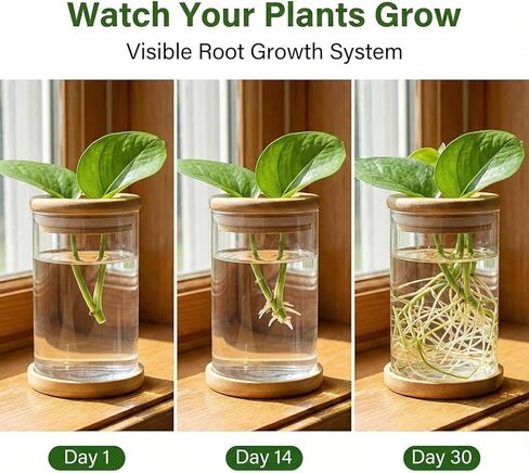 Plant Propagation Station, Desktop Decorative Glass Propagation Bottle - Transparent Hydroponic Vase with Cork Lid, Ideal for Indoor Planting in Saudi Arabia