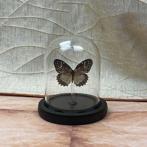 صندوق ظلال الفراشة الحقيقية من بابيليو ماككي، هدايا فراشة للنساء والفتيات مع غطاء زجاجي، ديكور فراشة لغرفة النوم والمكتب وغرفة المعيشة in Kuwait