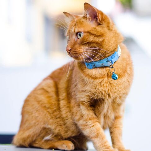 5 PCS Adjustable Cat Collars, Moons and Stars Kitten Collar, Pet Collar with Bell, Perfect for Pet Supplies, Pet Safety Buckle (5 Colors) in Saudi Arabia