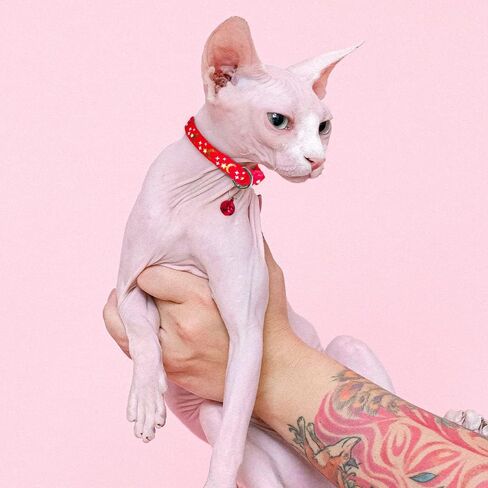 5 PCS Adjustable Cat Collars, Moons and Stars Kitten Collar, Pet Collar with Bell, Perfect for Pet Supplies, Pet Safety Buckle (5 Colors) in Saudi Arabia