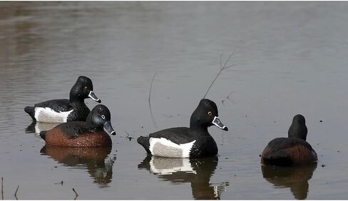 Higdon Outdoors Standard Ringneck Duck Decoys, Foam-Filled in Saudi Arabia
