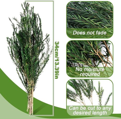 Dried Greenery Stem Decor - Dried Greenery Green Melaleuca Bracteata Branch Real Leaves Branches for Gift Box Decoration,Vase Filler,DIY Crafts,Flower Arrangement and Christmas Decorations in Saudi Arabia
