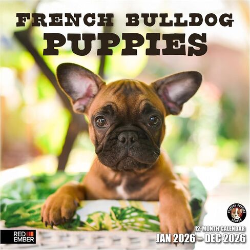 RED EMBER Corgi Puppies 2026 Wall Calendar 12 Month | 12" x 24" Open | Thick & Sturdy Paper | Holiday Gift | Cute Puppy Dog Calendar 2026 in Saudi Arabia