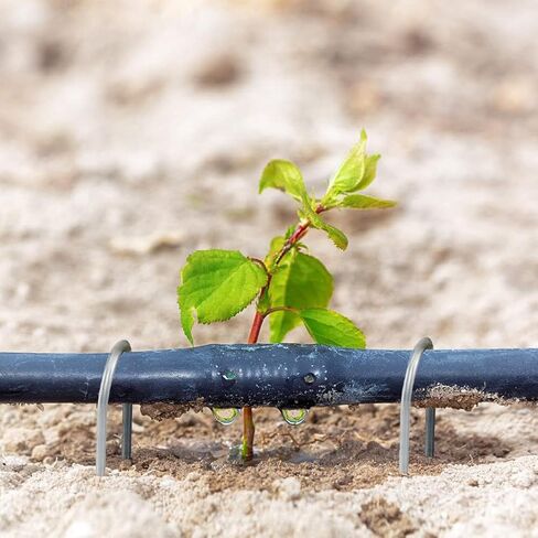 دبابيس المناظر الطبيعية 6 بوصة حصص حديقة مجلفنة 150 حزمة، دبابيس حديقة شديدة التحمل دبابيس سياج مضادة للصدأ أوتاد تأمين أوتاد للنسيج الحاجز أنابيب الري خرطوم الأعشاب in Kuwait