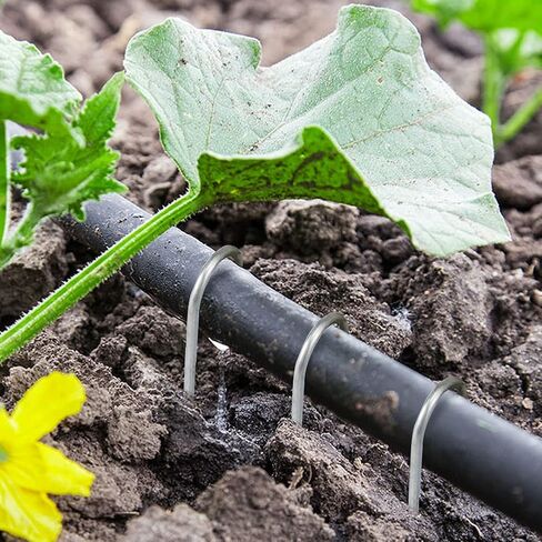 دبابيس المناظر الطبيعية 6 بوصة حصص حديقة مجلفنة 150 حزمة، دبابيس حديقة شديدة التحمل دبابيس سياج مضادة للصدأ أوتاد تأمين أوتاد للنسيج الحاجز أنابيب الري خرطوم الأعشاب in Kuwait