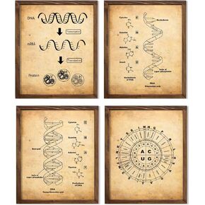 Vintage DNA and RNA Genetic Code Art Print Chemistry Laboratory Science Microbiology Teacher Double Helix Doctor Chemist Nurse Student Classroom Wall Office Medical Art Decor 8x10 Unframed Print Set in Saudi Arabia