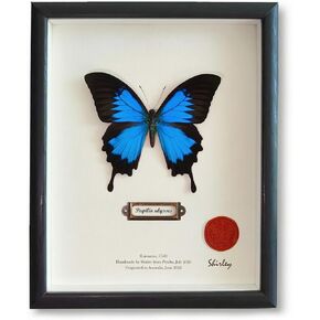 ArsVenciik Real Framed Butterfly Specimen - Preserved Papilio ulysses (Blue Emperor) - Electric Blue Taxidermy Shadow Box - Handmade Entomology Art & Gift for Nature Lovers in Saudi Arabia