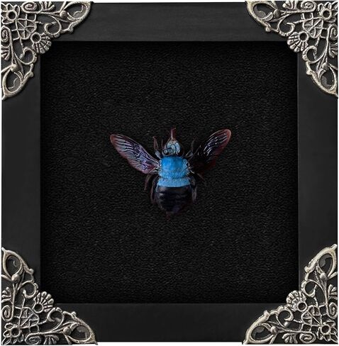 Real Framed Blue Carpenter Bee Dead Dried Bug Shadow Box Black Wooden Frame Taxidermy Bumblebee Specimen Display Oddity Tabletop Standable Wall Hanging Home Decor K12-61-DE in Saudi Arabia