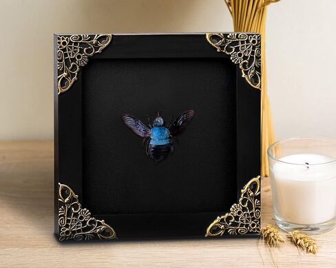 Real Framed Blue Carpenter Bee Dead Dried Bug Shadow Box Black Wooden Frame Taxidermy Bumblebee Specimen Display Oddity Tabletop Standable Wall Hanging Home Decor K12-61-DE in Saudi Arabia