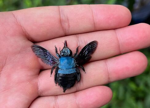 Real Framed Blue Carpenter Bee Dead Dried Bug Shadow Box Black Wooden Frame Taxidermy Bumblebee Specimen Display Oddity Tabletop Standable Wall Hanging Home Decor K12-61-DE in Saudi Arabia