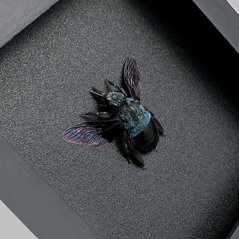 Real Framed Blue Carpenter Bee Dead Dried Bug Shadow Box Black Wooden Frame Taxidermy Bumblebee Specimen Display Oddity Tabletop Standable Wall Hanging Home Decor K12-61-DE in Saudi Arabia