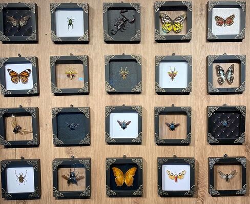 Real Framed Blue Carpenter Bee Dead Dried Bug Shadow Box Black Wooden Frame Taxidermy Bumblebee Specimen Display Oddity Tabletop Standable Wall Hanging Home Decor K12-61-DE in Saudi Arabia