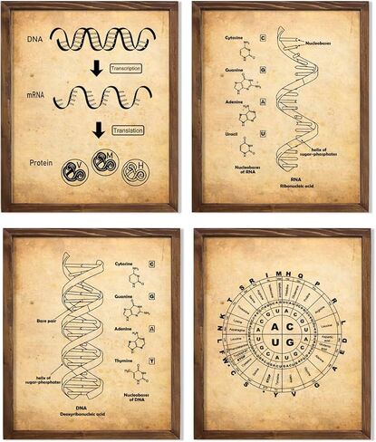 خمر DNA وRNA الرمز الجيني فن طباعة الكيمياء مختبر العلوم علم الأحياء الدقيقة المعلم الحلزون المزدوج الطبيب الكيميائي ممرضة طالب الفصول الدراسية جدار مكتب ديكور الفن الطبي 8x10 مجموعة طباعة غير مؤطرة in Saudi Arabia