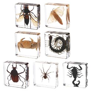 Real Taxidermy Octopus in Resin - Taxidermy Animals for School Lab Zoology Dissection, Novelty Gifts for Specimen Collector, Ocean Lover, Family or Friends (Octopus)