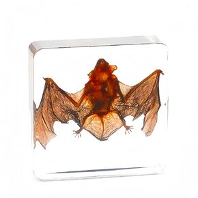 15 Insect specimens,Real Specimens of Various Butterflies and Beetles Made of Resin, Used for Science Classroom Science Education Animal Specimens, Bug Preserved,Oddities, Biology (15 Pcs Beetles)