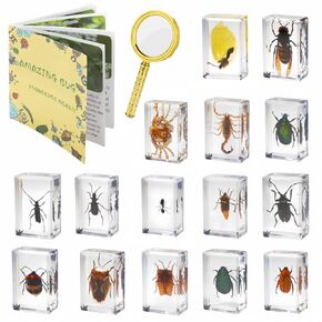15 Insect specimens,Real Specimens of Various Butterflies and Beetles Made of Resin, Used for Science Classroom Science Education Animal Specimens, Bug Preserved,Oddities, Biology (15 Pcs Beetles) in Kuwait
