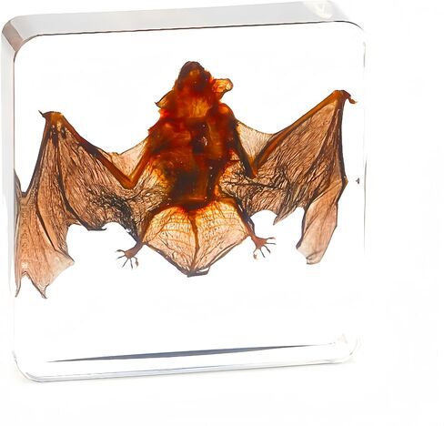 15 عينة من الحشرات، عينات حقيقية من الفراشات والخنافس المختلفة مصنوعة من الراتنج، تستخدم في العلوم الفصول الدراسية، عينات الحيوانات لتعليم العلوم، الحشرات المحفوظة، الشذوذات، علم الأحياء (15 قطعة من الخنافس) in Kuwait