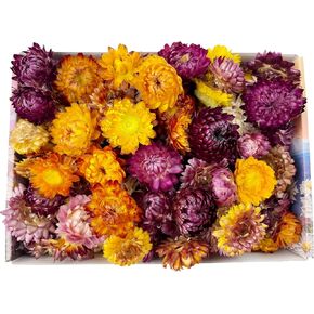Dried Straw Flower Heads Bulk 230-250 Pcs Mixed Color Natural Dry Flowers for DIY Crafts and Decorations - 3.5 OZ in Kuwait