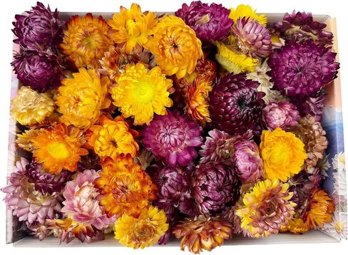 Dried Straw Flower Heads Bulk 230-250 Pcs Mixed Color Natural Dry Flowers for DIY Crafts and Decorations - 3.5 OZ in Kuwait