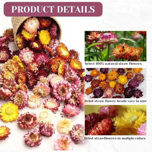 Dried Straw Flower Heads Bulk 230-250 Pcs Mixed Color Natural Dry Flowers for DIY Crafts and Decorations - 3.5 OZ in Kuwait
