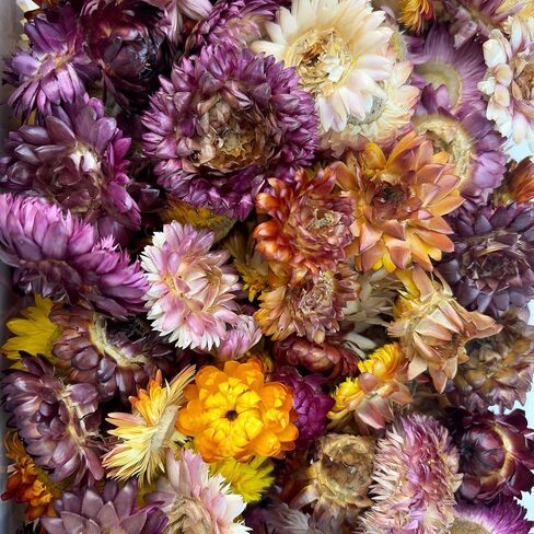 Dried Straw Flower Heads Bulk 230-250 Pcs Mixed Color Natural Dry Flowers for DIY Crafts and Decorations - 3.5 OZ in Kuwait