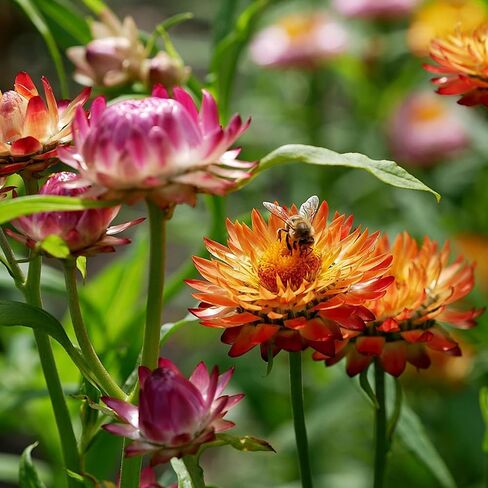 Dried Straw Flower Heads Bulk 230-250 Pcs Mixed Color Natural Dry Flowers for DIY Crafts and Decorations - 3.5 OZ in Kuwait