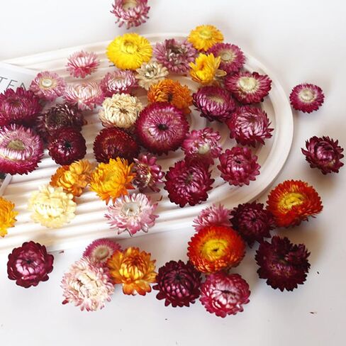 Dried Straw Flower Heads Bulk 230-250 Pcs Mixed Color Natural Dry Flowers for DIY Crafts and Decorations - 3.5 OZ in Kuwait