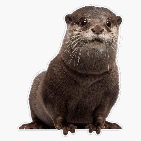 Magnet Adorable Otter #6 Magnet Bumper Sticker Car Magnet Flexible Reuseable Magnetic Vinyl 5" in Saudi Arabia