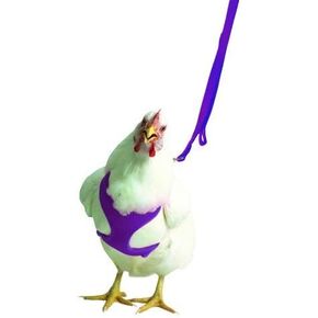 سرج الدجاج "حجم الدجاجة" - بالإضافة إلى مقود الدجاج المطابق بطول 6 أقدام (أرجواني) in Kuwait