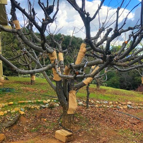 Tree Wrap for Winter,10inch Wide X 32FT Burlap Fabric Tree Protectors from Deer Bites,Tee Trunk Protector for Keep Warm and Moisturizing. in Kuwait