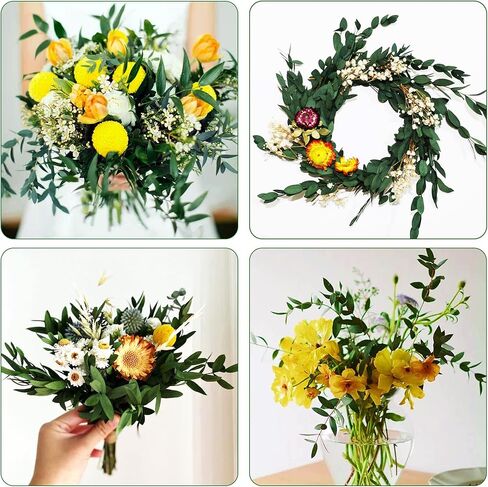 سيقان الأوكالبتوس الحقيقية - 15-25 قطعة، 17 بوصة 8 أونصة من نبات الأوكالبتوس الطازج المحفوظ بأوراق خضراء حية، حزمة خضراء للفروع الجافة لحفلات الزفاف، ديكور المنزل (كبير) in Kuwait