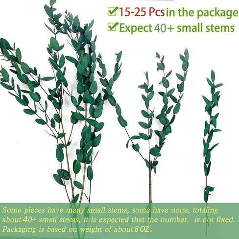 سيقان الأوكالبتوس الحقيقية - 15-25 قطعة، 17 بوصة 8 أونصة من نبات الأوكالبتوس الطازج المحفوظ بأوراق خضراء حية، حزمة خضراء للفروع الجافة لحفلات الزفاف، ديكور المنزل (كبير) in Kuwait