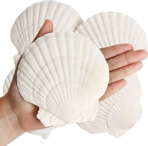 4 قطع من أصداف البطلينوس للحرف اليدوية، 4 ''-5'' أصداف صدفية طبيعية، صدف كبير للحرف اليدوية، الحفلات ذات الطابع الشخصي وديكور المنزل in Kuwait
