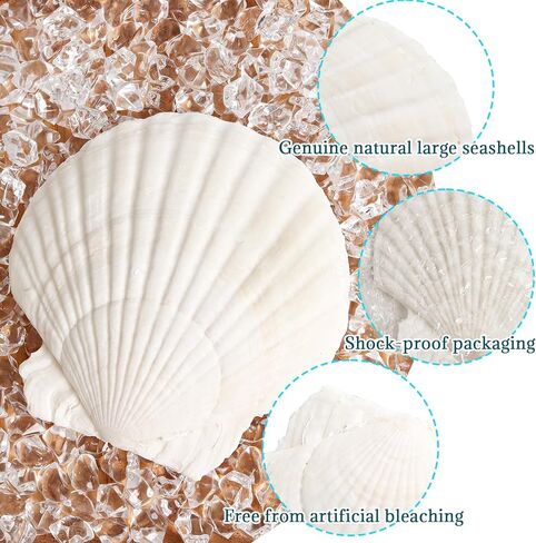 4 قطع من أصداف البطلينوس للحرف اليدوية، 4 ''-5'' أصداف صدفية طبيعية، صدف كبير للحرف اليدوية، الحفلات ذات الطابع الشخصي وديكور المنزل in Kuwait